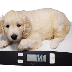 V-25 Small Pet Scale