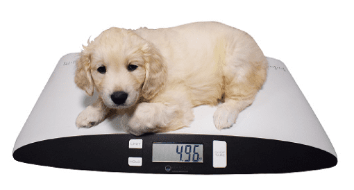 V-25 Small Pet Scale