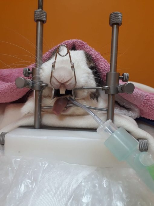 Rodent Dental Kits (Basic / Full Hand / Table Top) - Image 14