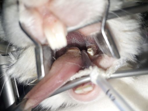 Rodent Dental Kits (Basic / Full Hand / Table Top) - Image 15
