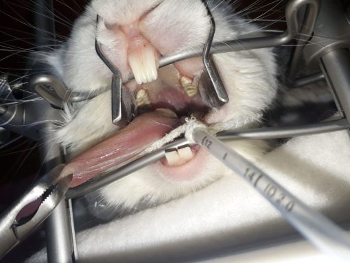 - Dental Rodent Table Top Gag Its The Vets Plympton