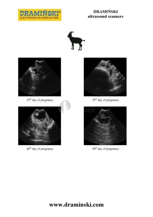 - Goat foto scaled