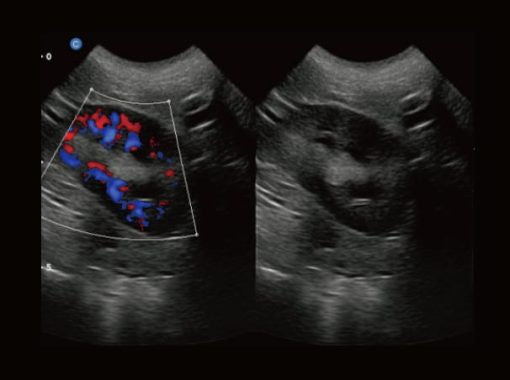 Chison EBit30 Vet Ultrasound - Image 13