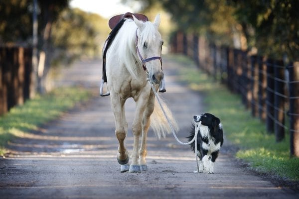 - Horse and Dog