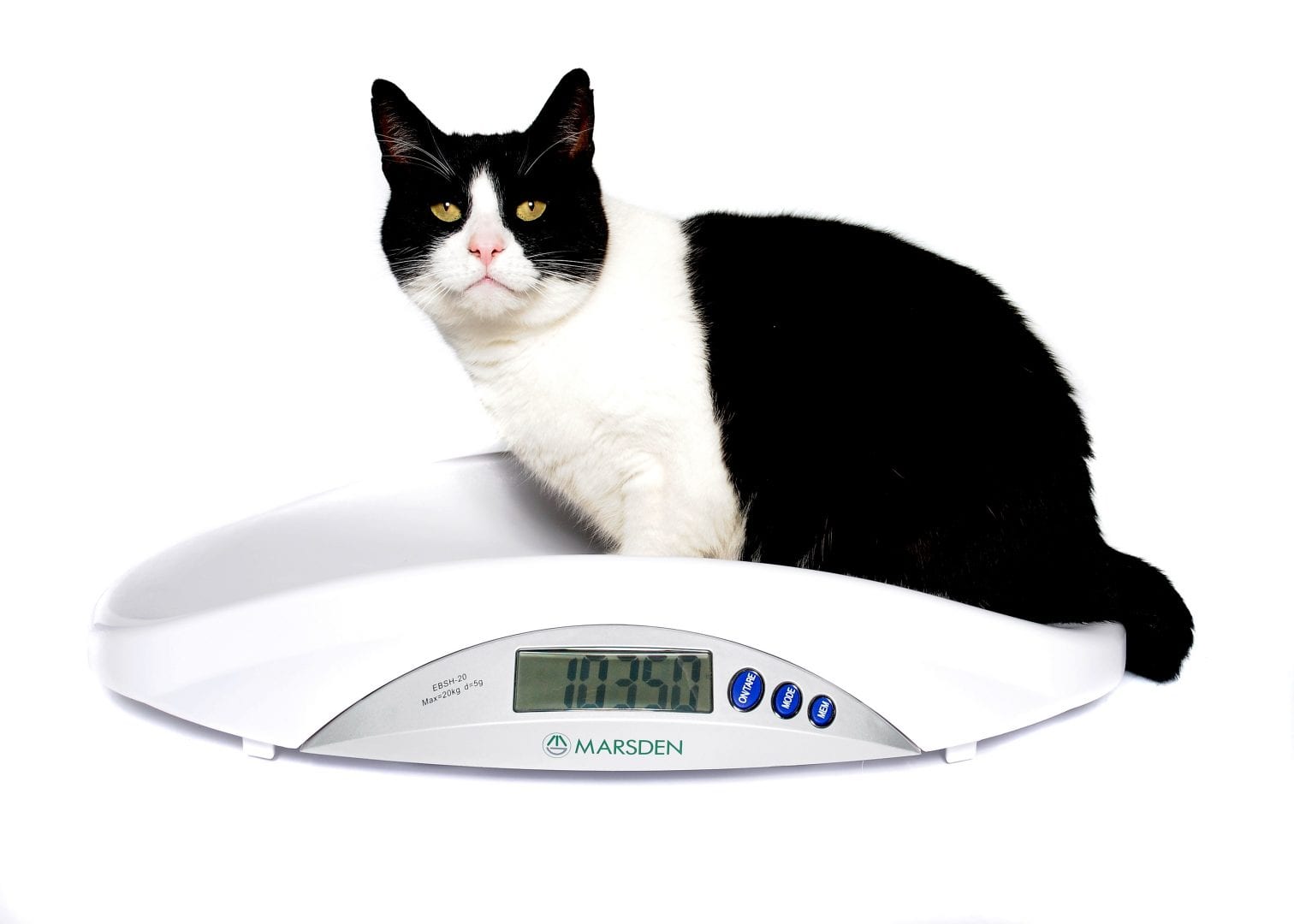 LT10 Laser Therapy - V 22 Veterinary Scale