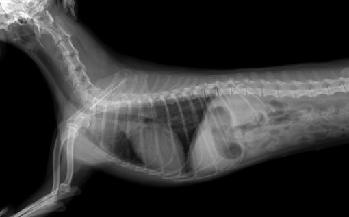 Ultra Vet - Veterinary DR X-ray System - Image 2