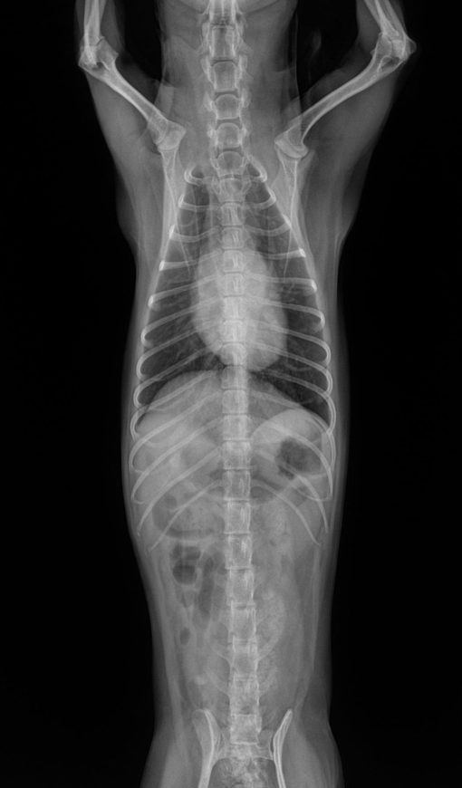 Ultra Vet - Veterinary DR X-ray System - Image 3