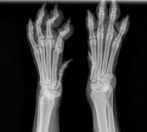Ultra Vet - Veterinary DR X-ray System - Image 4