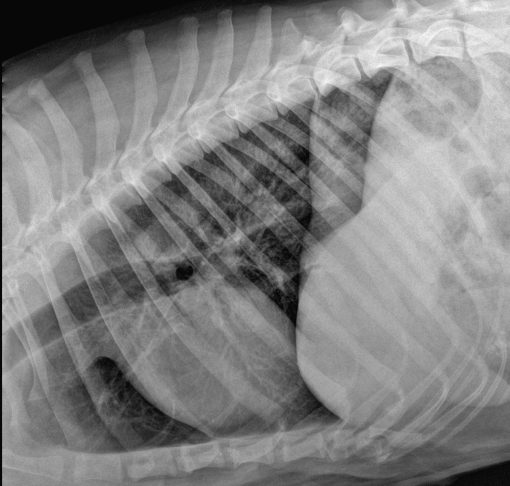 Ultra Vet - Veterinary DR X-ray System - Image 6