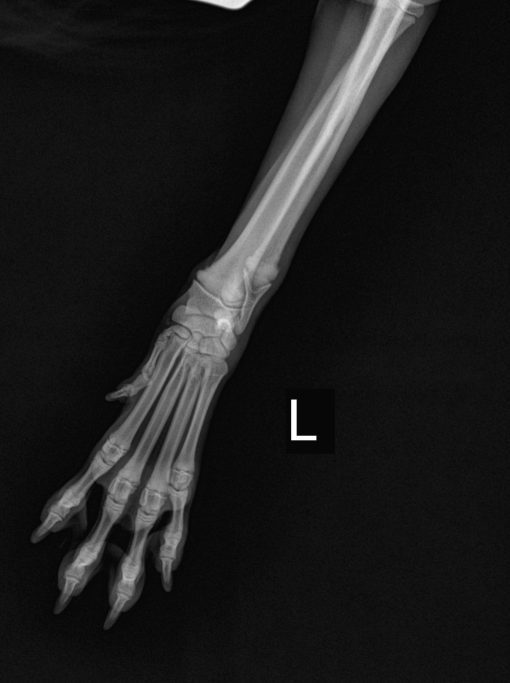 Ultra Vet - Veterinary DR X-ray System - Image 7