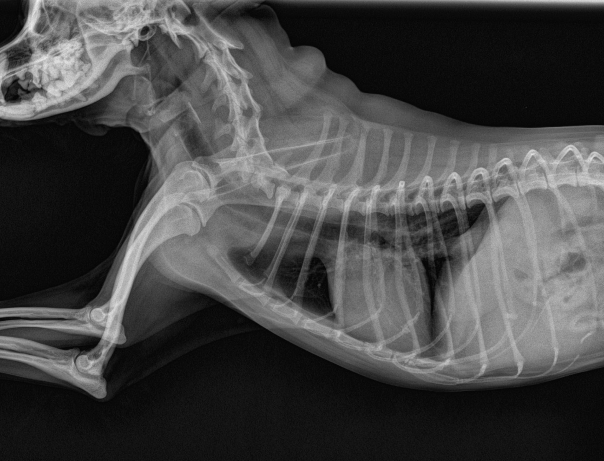 Vet with x ray near me sales