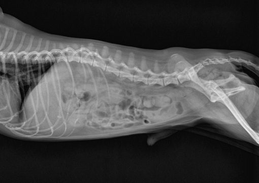 Ultra Vet - Veterinary DR X-ray System - Image 9