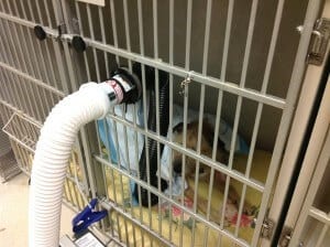 Kennel hotsell heating solutions