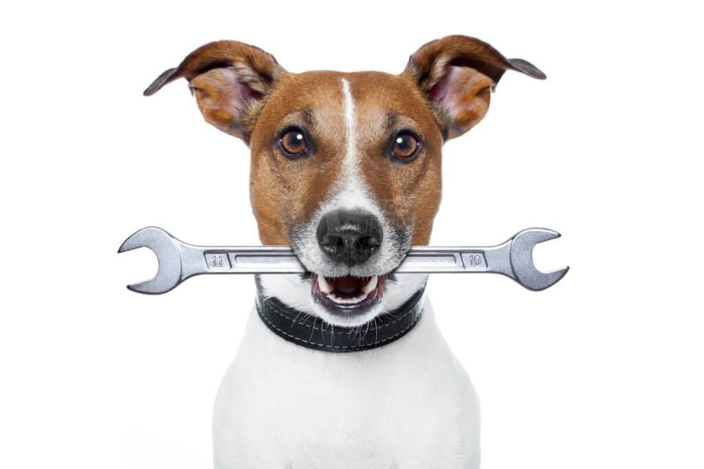 servicing - SERVICING Servicing Dog