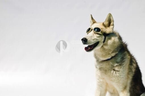 Laser Safety Doggles® Kit - Image 3
