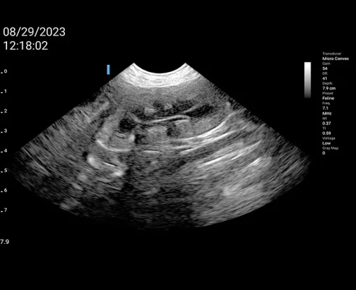 ASUS VET Wireless Ultrasound Probes - Image 6
