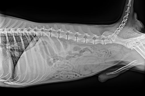 Veterinary LG Digital X-Ray Detector - Image 15