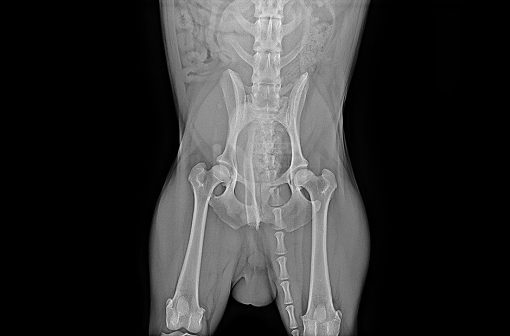 Veterinary LG Digital X-Ray Detector - Image 14