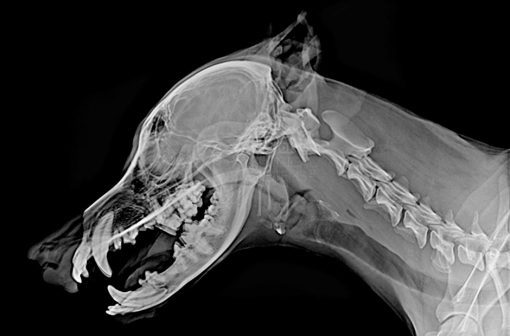Veterinary LG Digital X-Ray Detector - Image 12