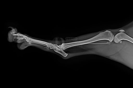Veterinary LG Digital X-Ray Detector - Image 11